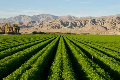 View of green carrot field against backdrop of arid Southwest mountains