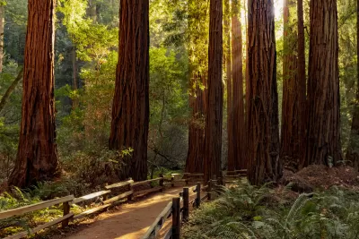Dirt trail with wood railings through grove of tall California coastal redwood trees.