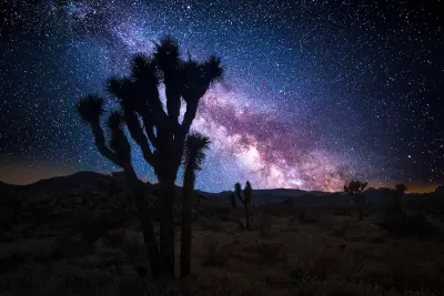 Joshua tree sillhouetted against starry night sky in the Mojave Desert.