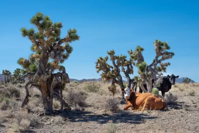 Two cows resting under Joshua trees on a sunny day in the Mojave desert.