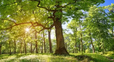 Large mature oak trees with sun filtering through.