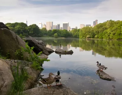 Lake in city park with ducks in foreground and city skyline across the lake in the background.