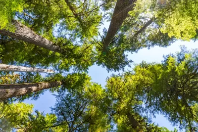 Looking up at a grove of mature hemlock trees on a sunny day.
