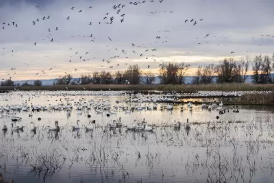 Flock of white snow geese flying and resting in water in Sacramento River delta at sunset.