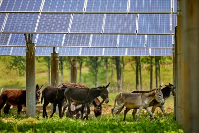 Group of donkeys walking under photovoltaic solar panels in green field.