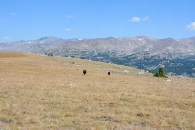 Two cows grazing in a field with Bighorn Mountains in background in Wyoming.