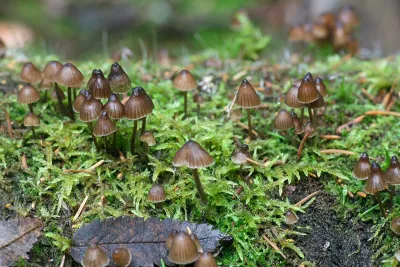 Close-up of small brown mushrooms growing in soil and moist green moss.