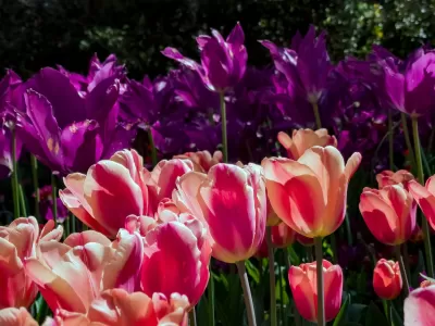 Close-up of pink tulips in bloom at Descanso Gardens, Los Angeles County.