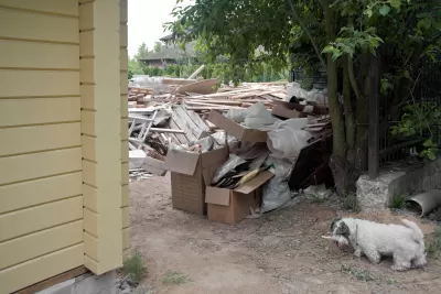 Little white dog passing through opening to backyard between the corner of a house and a line of privacy shrubs. The backyard is full of timber and other construction debris.