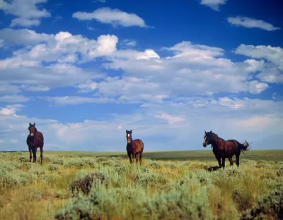 Three dark brown wild horses stand in a meadow near Farson, Wyoming.