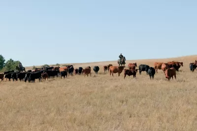 Herd of cattle grazing in field with cowboy on horse watching them.