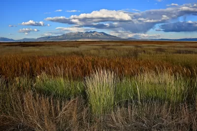 Wild grasses and Reeds in wetlands with the backdrop of Blanca Peak, sacred to the Navajo People, Alamosa National Wildlife Refuge, Colorado.