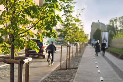 Close-up on young tree planted on urban median flanked by a sidewalk and a bike lane.