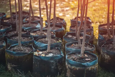 Close-up of thin trunks of young trees in pots ready to be planted.