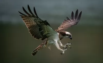 A brown-and-white bird of prey with spread wings is about to grab prey with its extended talons.
