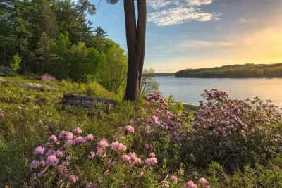 View from lakeside with green grass and pink blooming flowers