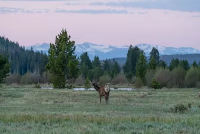 Elk stands looking over its shoulder in a meadow with snow-capped mountains in background in Rocky Mountain National Park, Colorado.