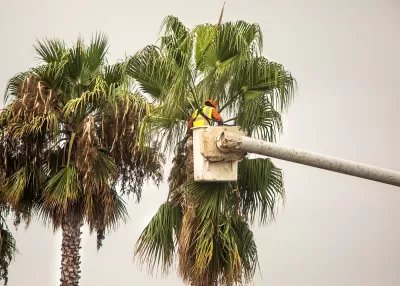 Worker trims tall palm tree.