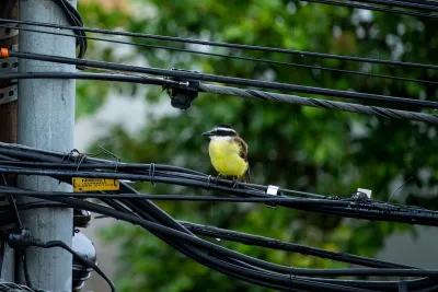 Yellow bird with black head sitting on power line.