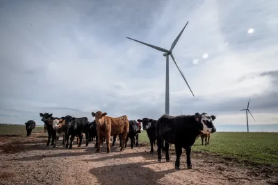Herd of cows standing in front of wind turbine in grassy field in Texas.