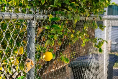 Close-up of yellow lemon growing on tree poking through chain link fence.