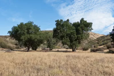 Two large California live oaks in a field of dry grass.