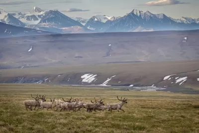 Herd of Caribou in Arctic National Wildlife Refuge in Alaska with snowy mountains in background.