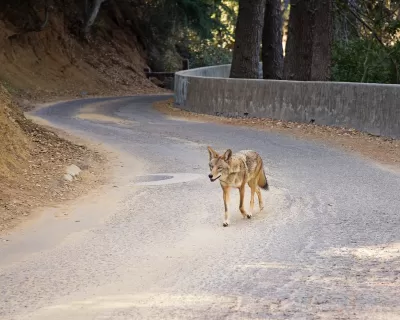 Coyote walking down paved road in Los Angeles park.