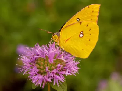 Close-up of yellow dogface butterfly sitting on purple flower.