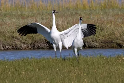 Two Critically Endangered Whooping Cranes in Aransas National Wildlife Refuge, Texas.