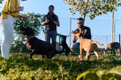 Low angel shot of three people with four dogs in enclosed grassy dog park.