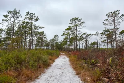 Longleaf pine prairie in the Savage Christmas Creek Preserve near Orlando, Florida.
