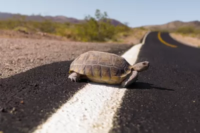 Desert tortoise on asphalt road.