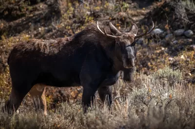 Young bull moose stands in grassy field in Bridger-Teton National Forest