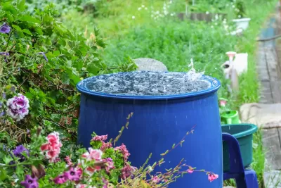 Blue rain barrel full of water in a green garden with pink flowers in foreground.