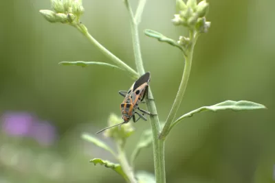 Close-up of yellow and black goldspotted oak borer beetle on blade of grass.