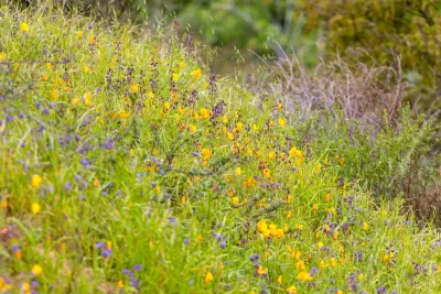 Purple, orange, and yellow wildflowers in a field in California.