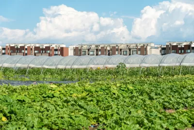 View of field of produce and hoop house on urban farm, with a line of multistory buildings in the background.