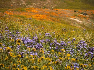 View of purple, orange, and yellow wildflowers on hillside during California superbloom