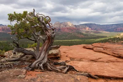Manzanita tree against red rock desert background.