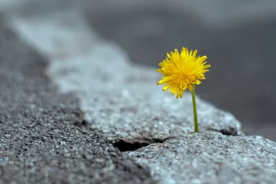 Close-up of yellow dandelion flower poking through crack in broken concrete