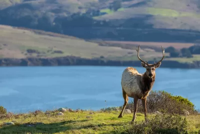 Young male Tule elk stands on green outcrop with lake in background in California