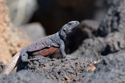 Chuckwalla lizard sitting on volcanic rock.