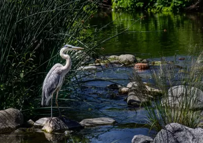 Blue heron stands on rock in Los Angeles River with green reeds in background.