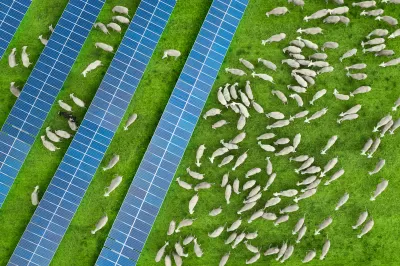 Aeriel view of white sheep grazing on green grass between rows of solar panels.