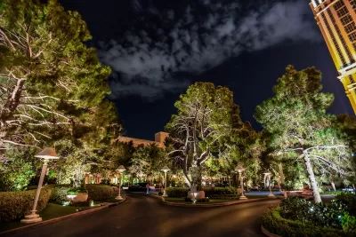 Large trees on street in Las Vegas at night.