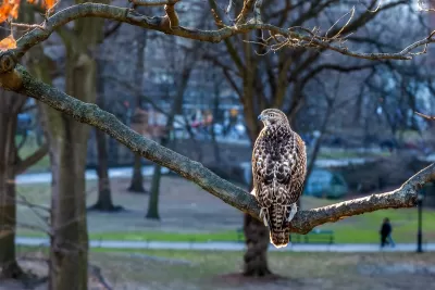 Hawk perched on tree in city park.