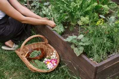Close-up of person crouching next to garden bed with basket of vegetables.