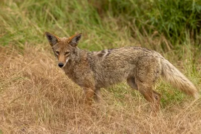 Western coyote looking at camera in grassy field.