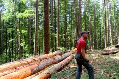 Timber Production